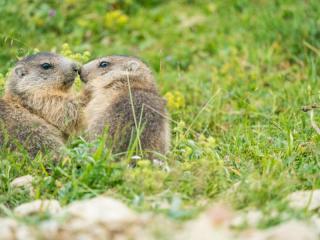bisous-marmottes.jpg