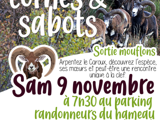 42-rutmouflons-9nov2024-copie.png