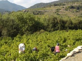 deg---vieux-chai---vendanges.jpg