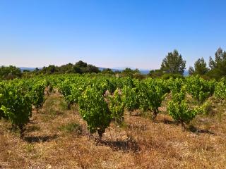 CAFE VIGNERON - MON JARDIN DE VIGNES _LA CAVE