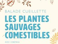 PLANTES SAUVAGES COMESTIBLES !