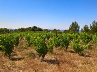 CAFE VIGNERON - MON JARDIN DE VIGNES _LA CAVE